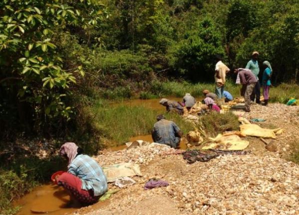 नीलगिरी के जंगलों में अवैध सोने की खदानें दुष्चक्र में इंसान और वन्यजीव