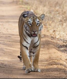 राजगीर जू सफारी :  शेर, बाघ, भालू, हिरण और तेंदुआ मिलाकर करीब 260 जानवर