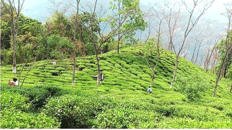 दार्जिलिंग चाय उद्योग : उप–कर्मचारियों (वेतन 7,500 रुपये से लेकर 25,000 रुपये) की संख्या को कम करना और श्रमिकों के कार्य को बढ़ाना